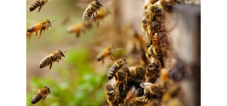 Uso indevido de agrotóxico causou mortalidade de abelhas em Sorriso