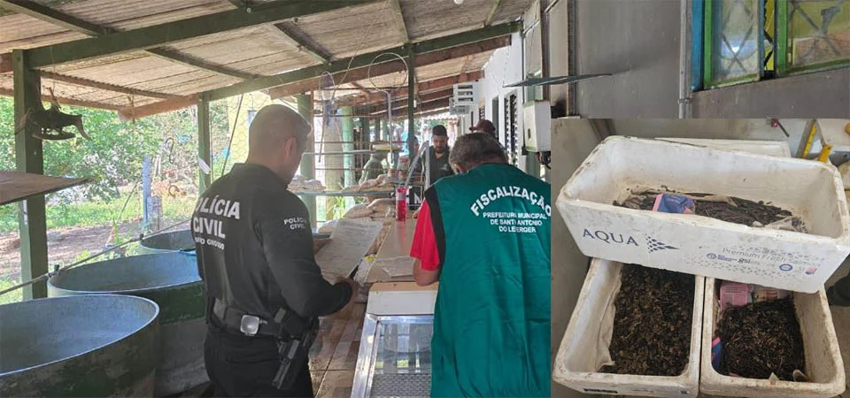 Operação da DEMA e SEMA apreende 2,8 mil unidades de iscas vivas