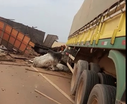 Caminhão com gado e carreta colidem de frente na MT 220