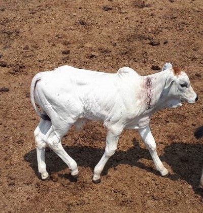 Lucas: Caso de raiva animal em bovino é detectado