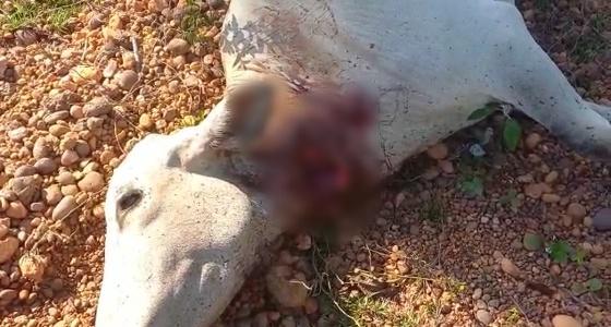 Ladrões abatem vaca e retiram partes ‘nobres’