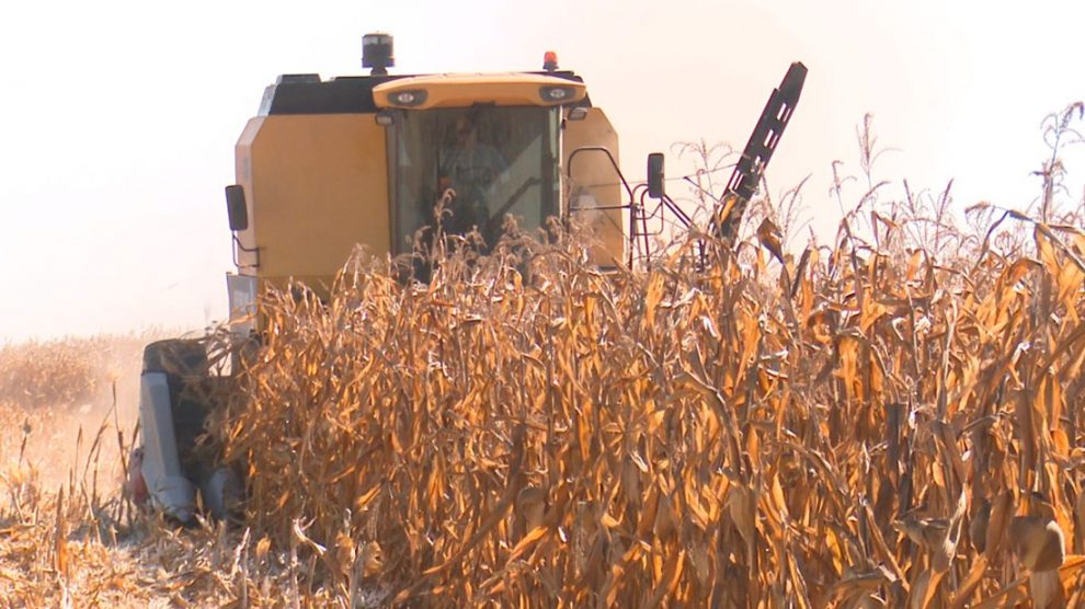 Levantamento consolidado constata crescimento de 7,7% na safra de milho em MT