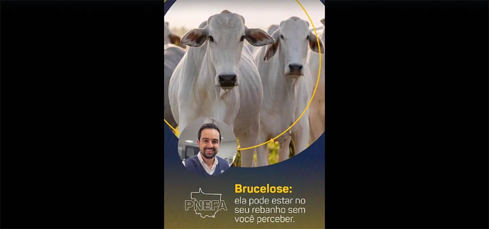 INDEA alerta que a brucelose ainda está presente nos rebanhos de Mato Grosso. Vídeo
