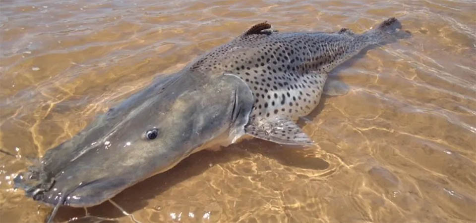 Pesca do pintado está liberada em Mato Grosso a partir de hoje, 03/02