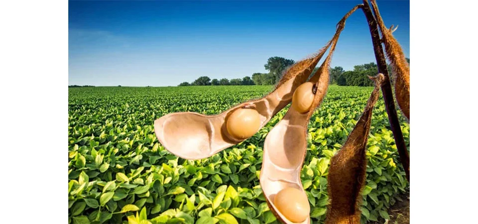 Safra recorde de soja gera R$ 92,4 bi em Mato Grosso, mas logística impõe desafios