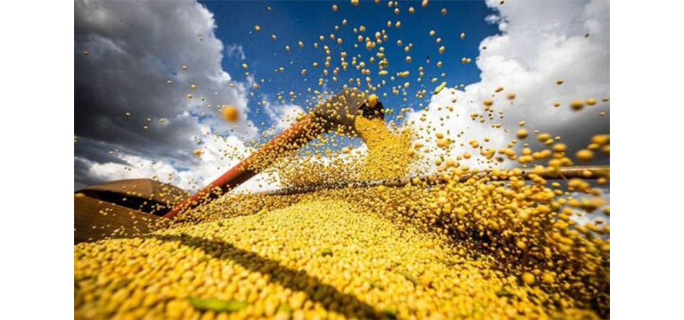 Produção de grãos chegará a 390 milhões de toneladas em 10 anos