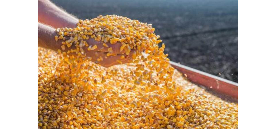 Agricultores de MT poderão vender até 30 mil sacas de milho para compor estoques públicos da Conab