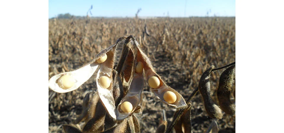 Aprosoja MT solicita apuração pelo TCU sobre custos indevidos no crédito rural