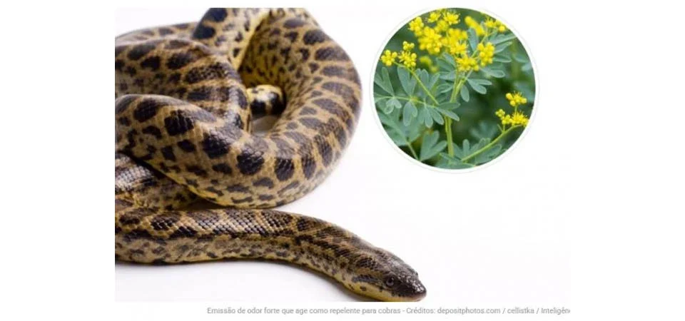 As 3 plantas mais eficazes para manter cobras bem longe
