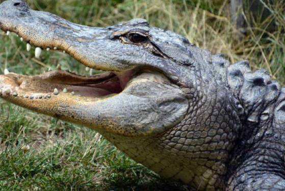 Bebê de 1 ano é atacado por jacaré e tem antebraço amputado