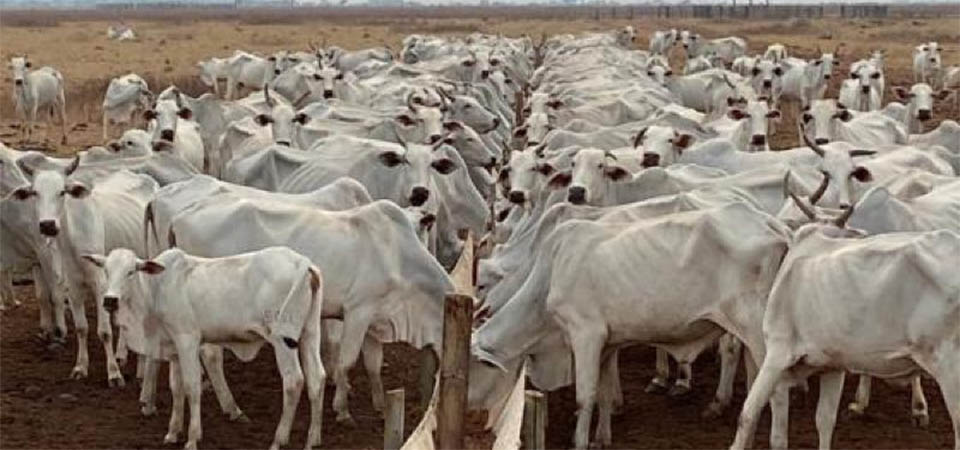 Confinamento de gado em Mato Grosso deve crescer 20%