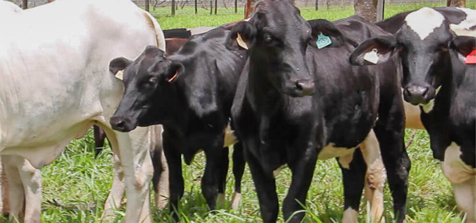 Mato Grosso tem mais de 400 fazendas habilitadas a exportar gado para União Européia
