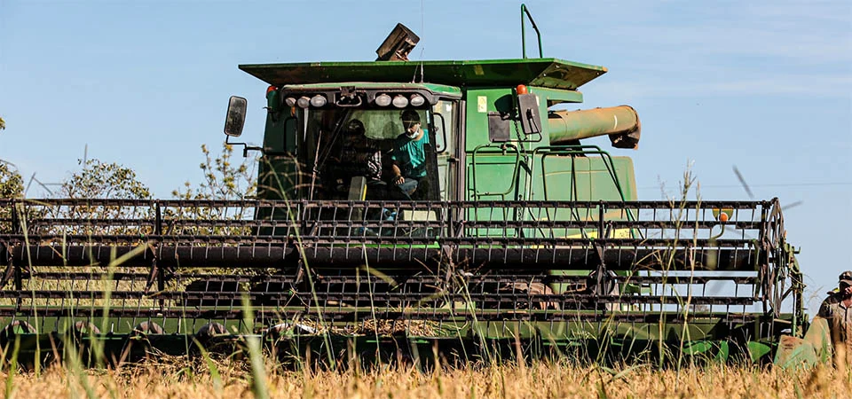 Mato Grosso lidera produção nacional de arroz de sequeiro
