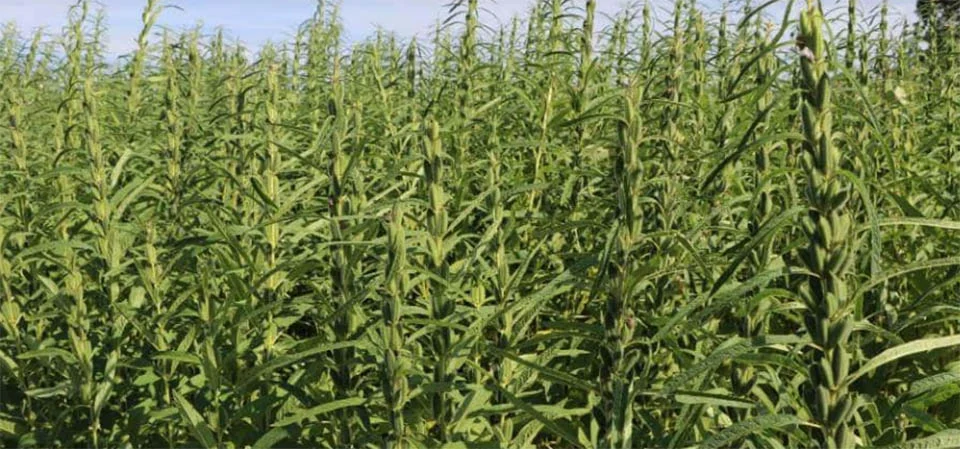 Mato Grosso firma parceria inédita com centro de pesquisa da China sobre gergelim