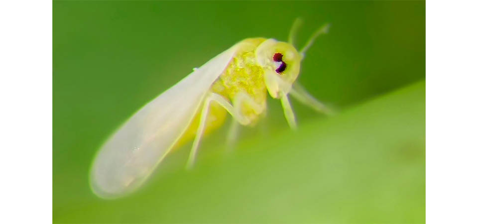 Proliferação da mosca branca preocupa produtores em todo Brasil