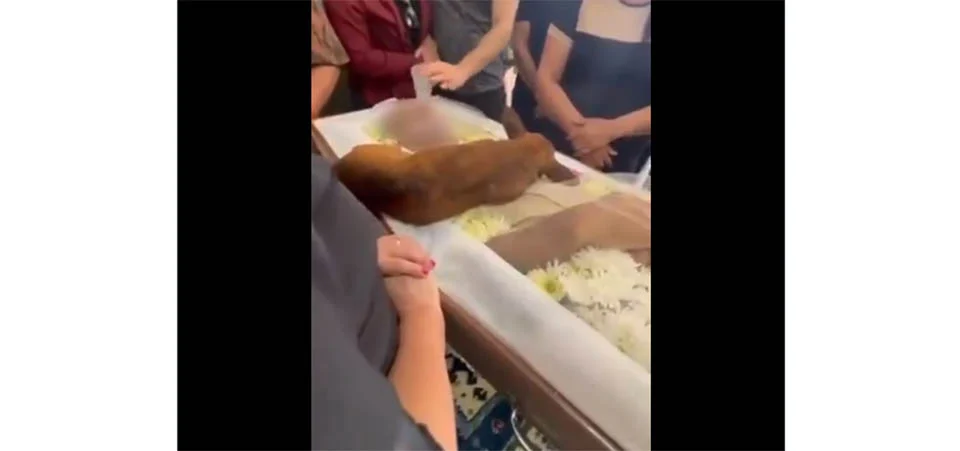 Cachorro anda 12 km sozinho e comparece a velório do tutor