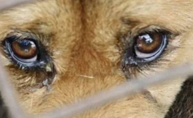 Idoso é flagrado estuprando cadela em casa e acaba preso