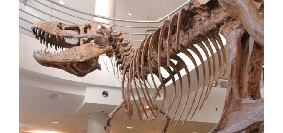 Tiranossauro rex corria na velocidade semelhante à de uma ave, aponta novo estudo