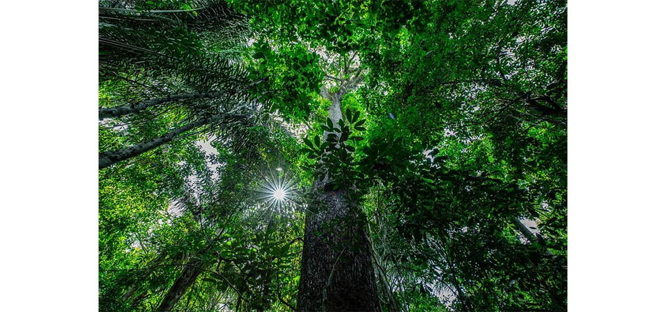 Sema-MT inicia implantação do novo sistema para controle e rastreabilidade da madeira