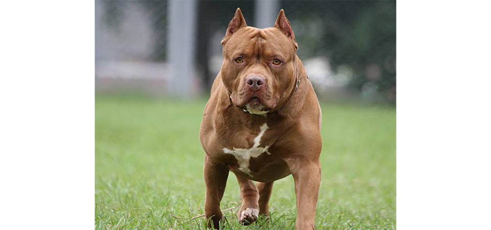 Criança de 4 anos é atacada por pitbull da família, estado de saúde é grave