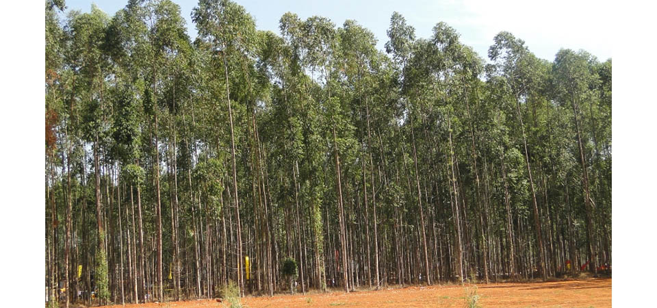 Embrapa irá avaliar clones de eucalipto para biomassa em Mato Grosso