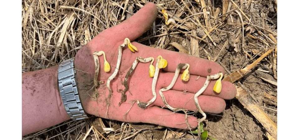 IBGE estima que quebra da safra 2024 seja de 2,8% em relação a 2023