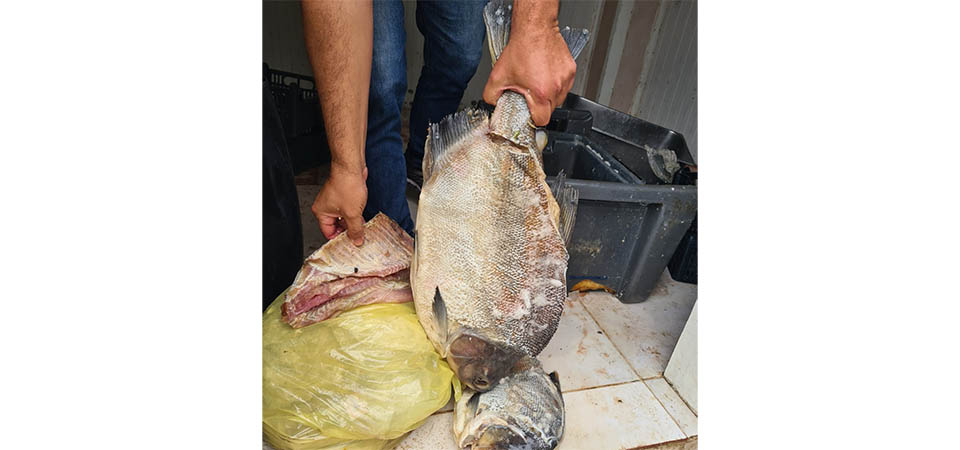 Proprietário de frigorífico clandestino de peixes é autuado por crimes ambientais