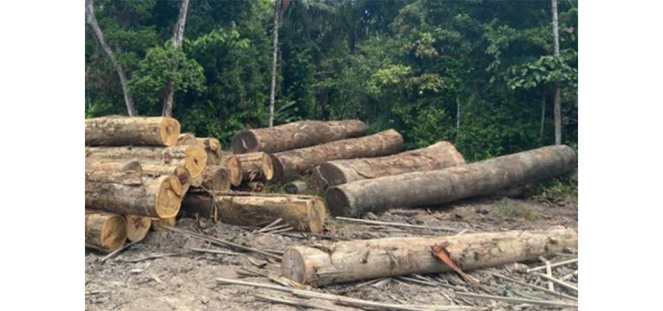 Brasnorte: Indígenas denunciam ameaças de madeireiros e extração ilegal de madeira em reserva