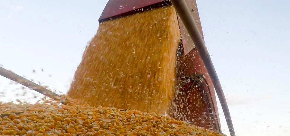 Safra de milho cola na soja com 50,3 milhões de toneladas em MT