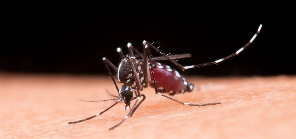 Dengue: ressurgimento do sorotipo 3 pode agravar surtos da doença no país