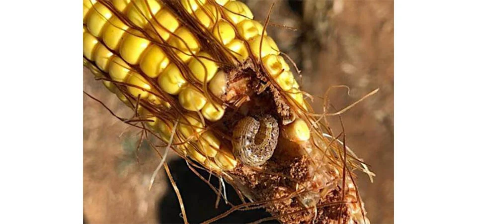 Clima irregular e pragas afetam a produtividade do milho em Mato Grosso