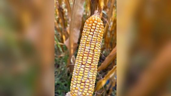 Itanhangá: Fungo raro é identificado em lavouras de milho e acende alerta no campo