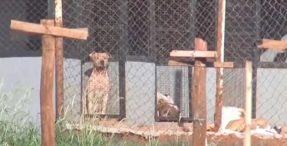 Mulher morre atacada por 6 pitbulls ao visitar namorado em chácara