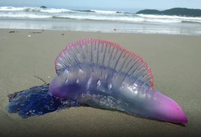 Águas-vivas venenosas voltam a proliferar e acendem alerta para aumento da temperatura do mar