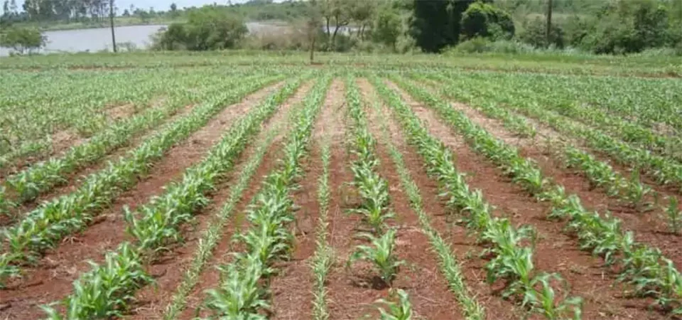 Práticas agrícolas sustentáveis mantêm a porosidade do solo no Cerrado