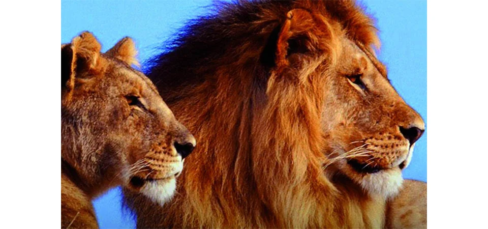 Jovem de 14 anos é morta após ser atacada por leão