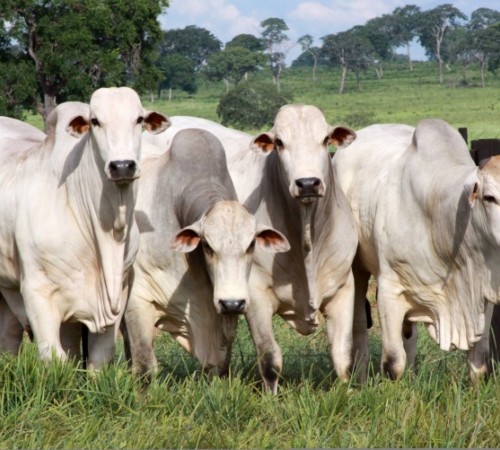 ARROBA DO BOI EM MATO GROSSO VOLTA A SUBIR APÓS 2 MESES