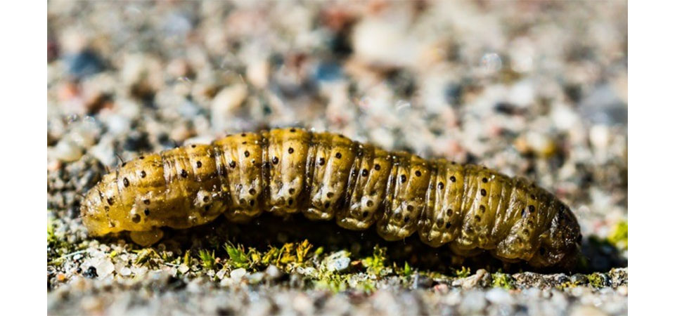 Lagartas desafiam milho safrinha 2025 no Cerrado e alertam para risco de quebra de resistência Bt