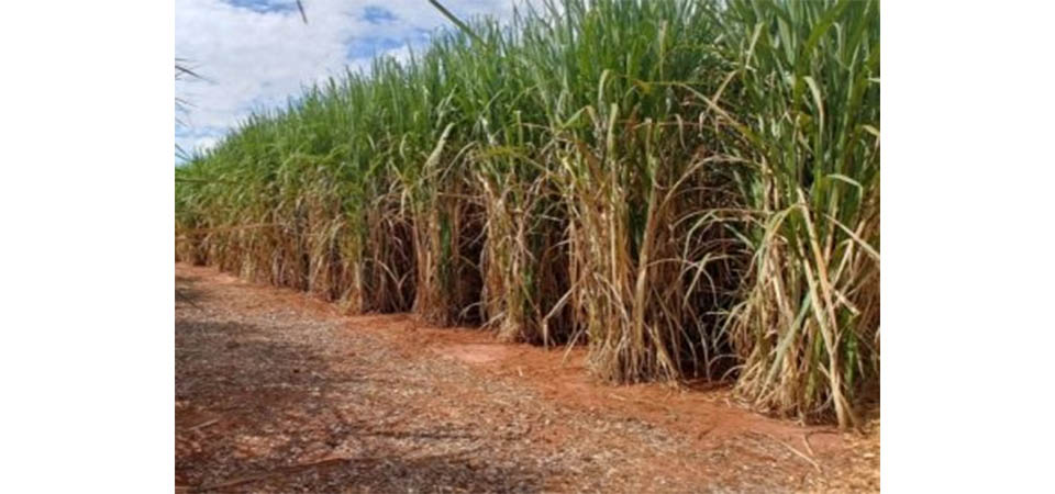 Mulher aceita carona e é estuprada em meio a plantação de cana