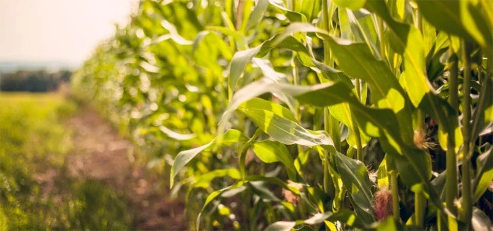 Controle da Lagarta-Elasmo é essencial para garantir produtividade do milho na safra 2025/26