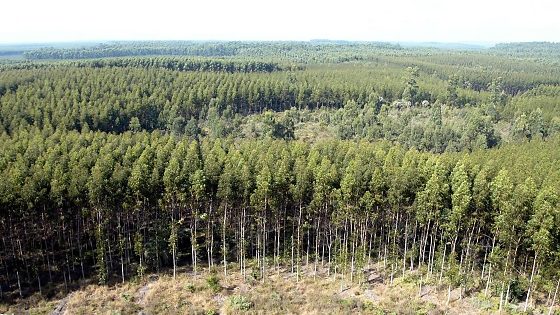 Expansão do etanol de milho pode exigir até R$ 14,3 bilhões em florestas energéticas em Mato Grosso