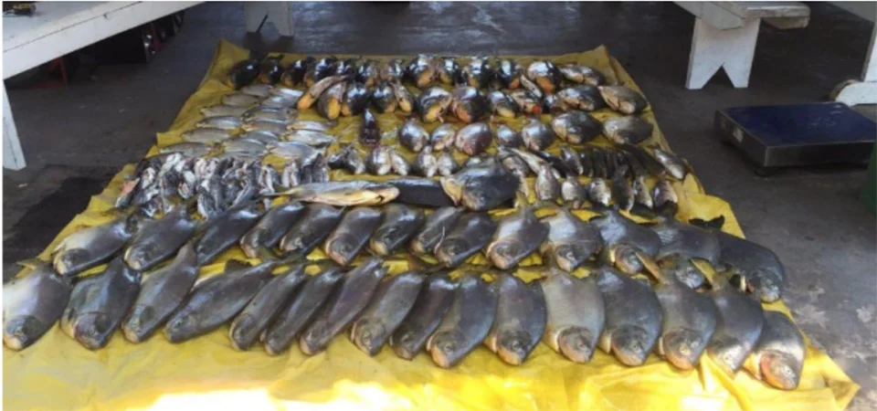 Pescadores que desrespeitaram Piracema em Mato Grosso levam R$ 250 mil em multas; 7 detidos