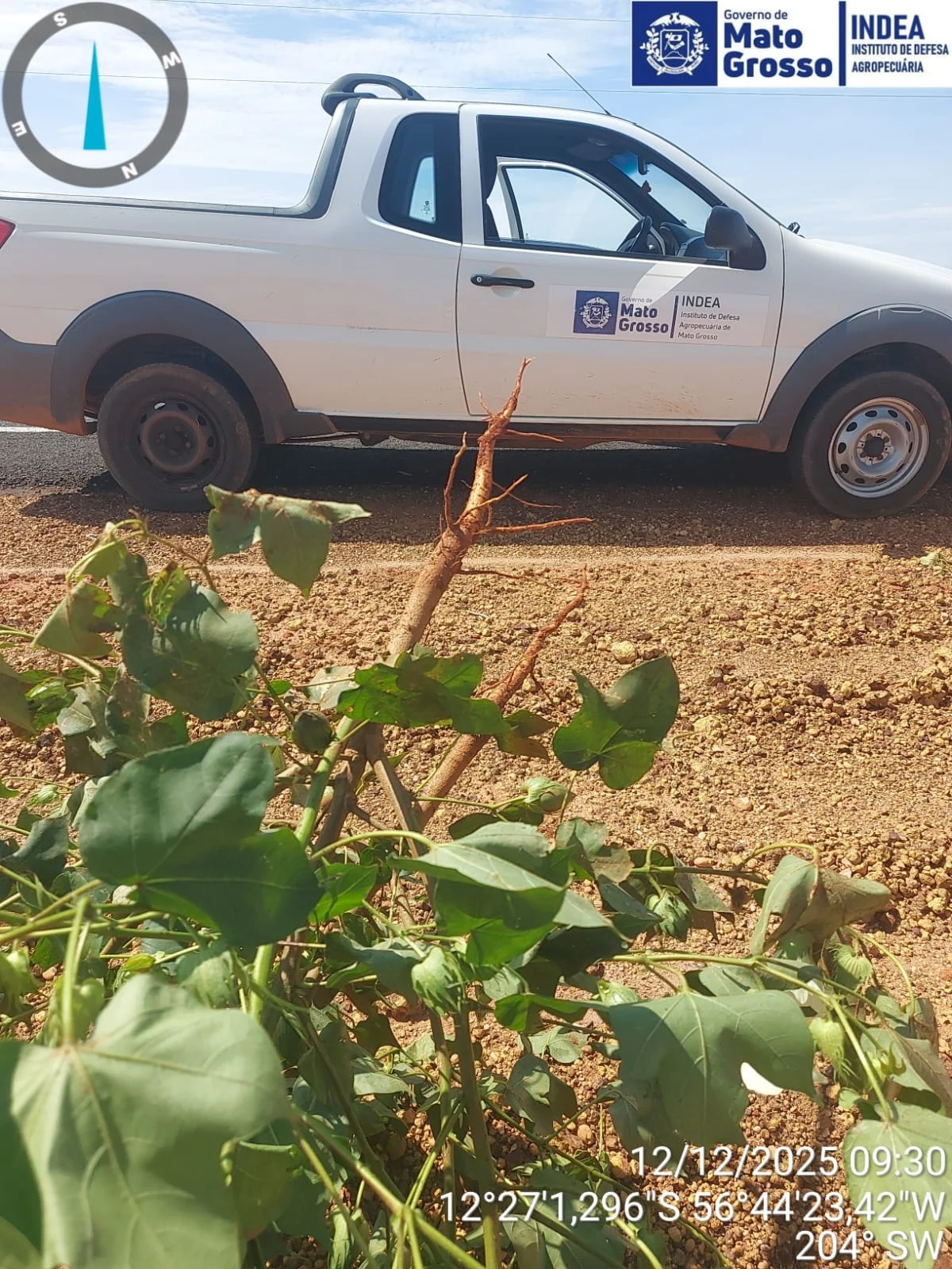 Itanhangá: INDEA reforça combate ao bicudo do algodoeiro