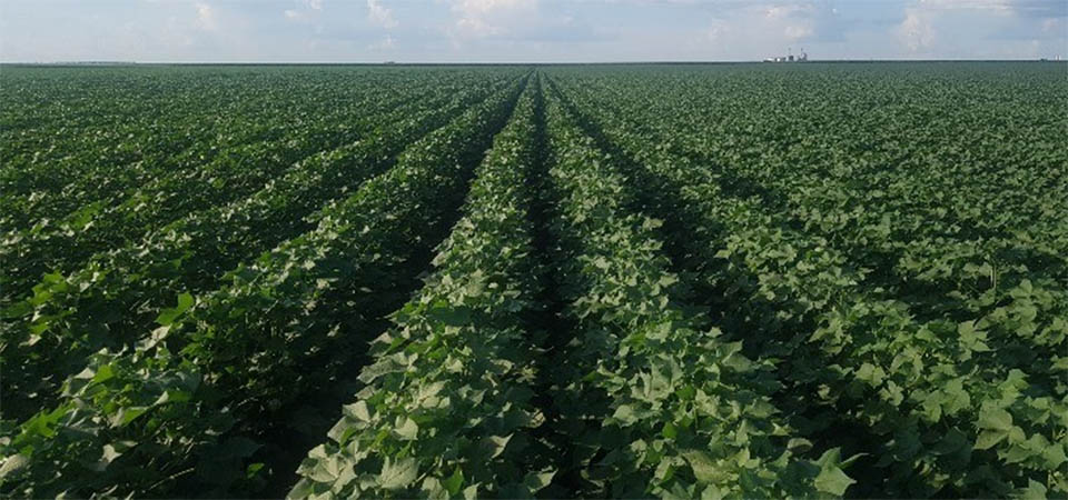 Potencial de Expansão da Soja no Brasil: Crescimento de 80% Sem Desmatamento