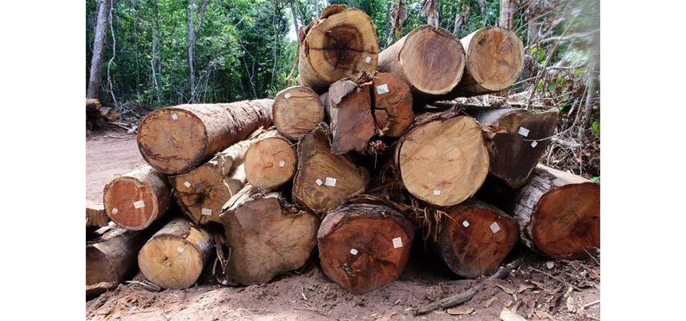 Período proibitivo para exploração do Manejo Florestal Sustentável terminou