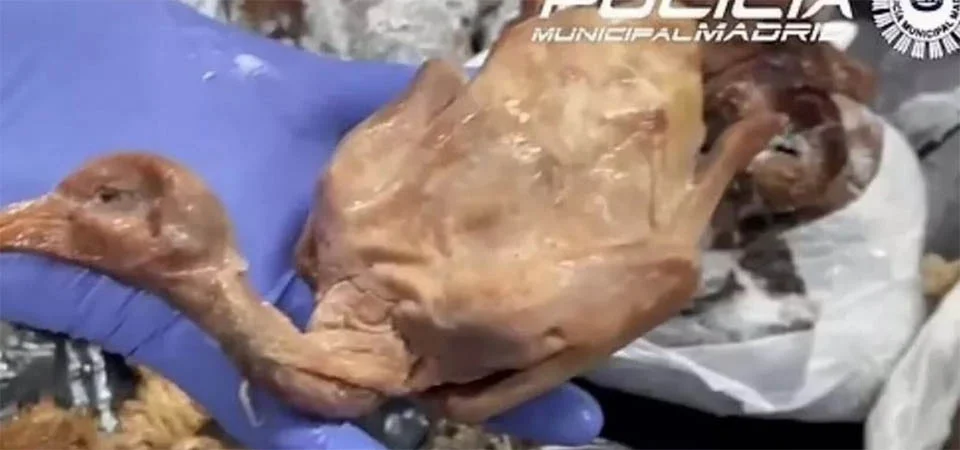 Restaurante é fechado pela polícia por servir pombo como se fosse pato assado