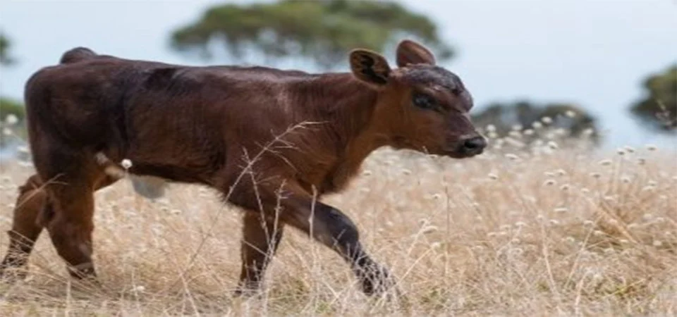 Adolescente invade chácara para montar em bezerros e leva tiro