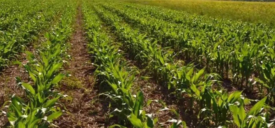 PRF apreende quase 500 kg de drogas escondidos em carga de milho