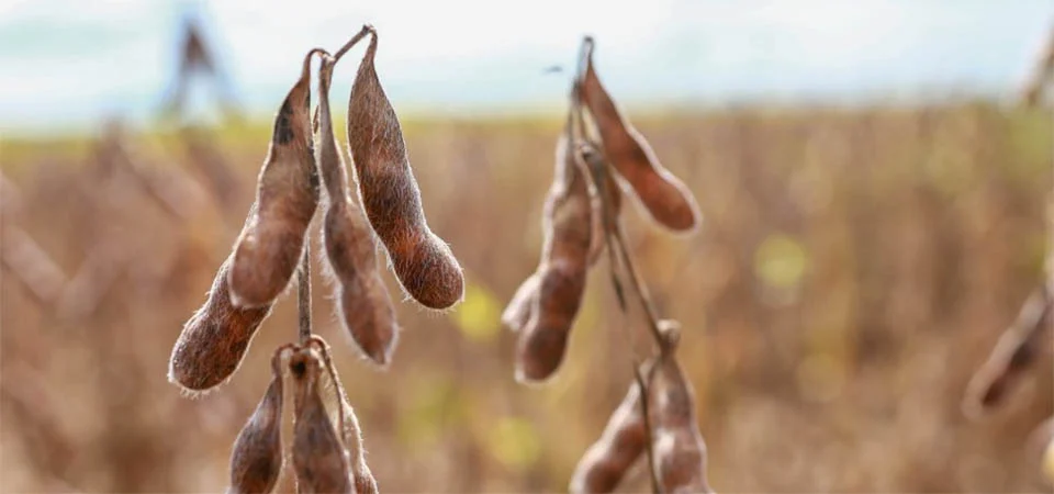 Aprosoja MT destaca apontamentos em apoio ao PL do Seguro Rural