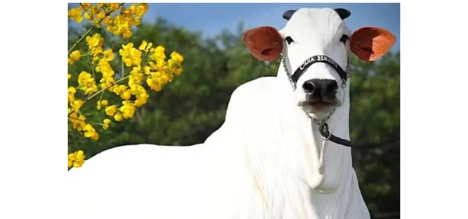 Carina, vaca mais cara do mundo, é brasileira e vale R$ 24 milhões
